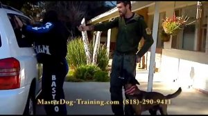 Protection Dog Training and Security Dog Training