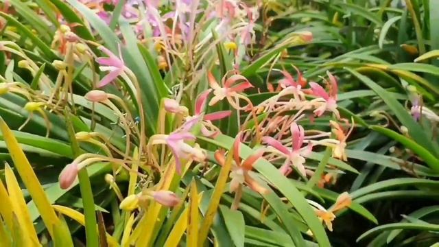 Разнообразные оттенки цветения НЕОФИНЕТИЙ. Обзор теплицы.당진풍란농장. смотреть онлайн