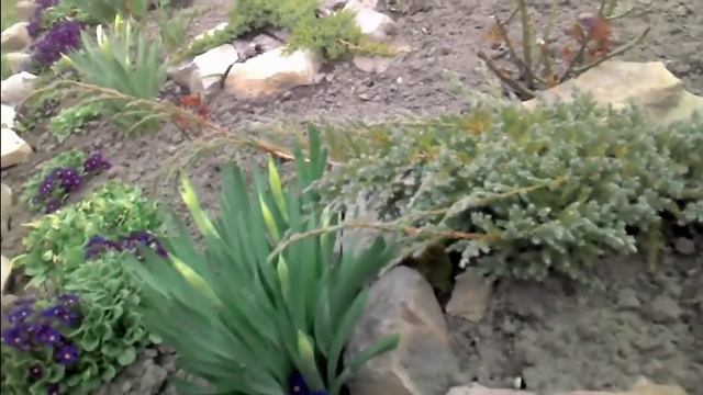 Можжевельник чешуйчатый Блю Карпет. Описание. смотреть онлайн