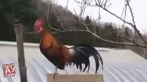 НОВАЯ ПЕСНЯ ПЕТУХА