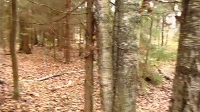 Встреча с ДИКИМ ЗВЕРЕМ!))) смотреть онлайн