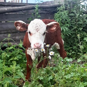 Ферма ДЕРЕВЕНЬКА МОЯ