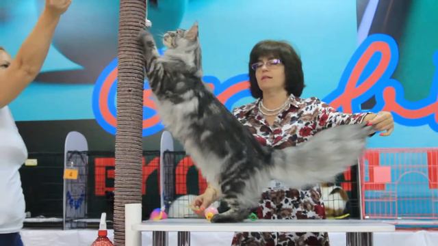 Международная Выставка Кошек «Golden Cat Almaty» WCF смотреть онлайн
