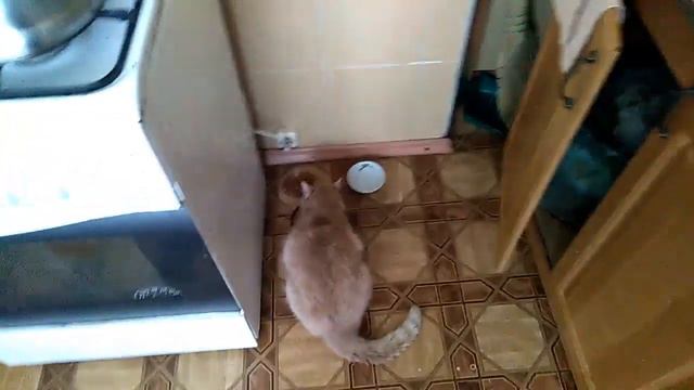 БОМЖ БУТЕРБРОД!!! ЗА 0,50$!!! смотреть онлайн