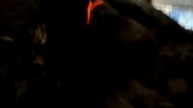 п-к Роман-Кош. Помет Х. 5.02.23г. 5 дней. Цирцеи и Зигзага смотреть онлайн