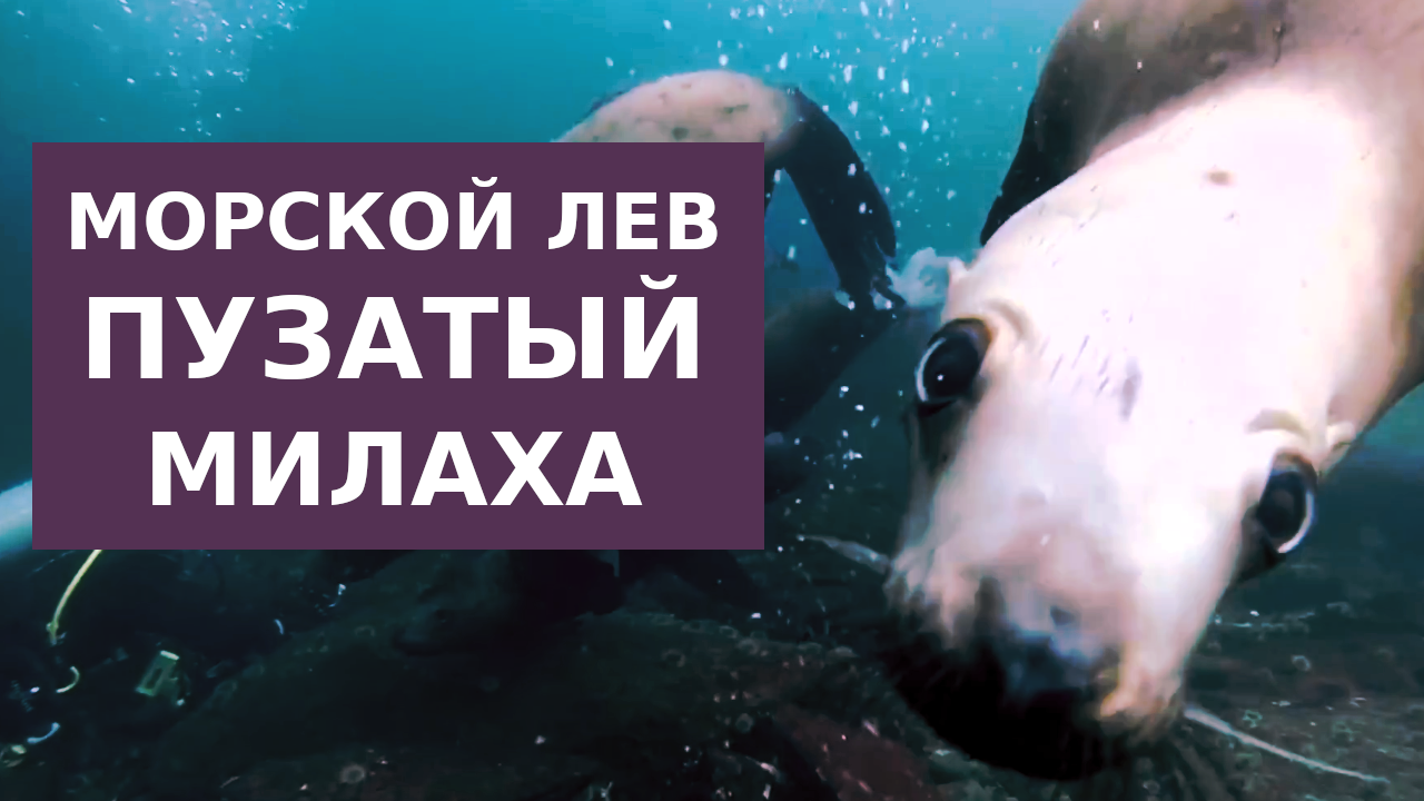 Расслабленная жизнь Морского льва