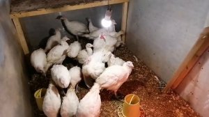 Обработка курятника известью)))Индюки.