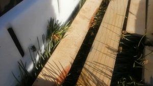 Поилка для пчел с пихтово-сосновым настоем