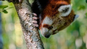 Red Panda - Animal of the Week