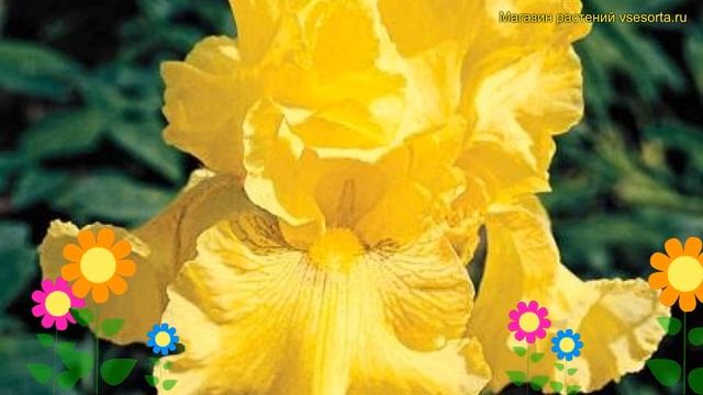 Ирис германский Голден Эппл. Краткий обзор, описание характеристик iris germanica Golden Apple смотреть онлайн