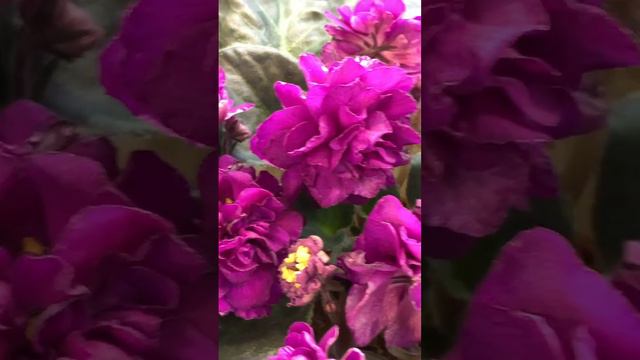 Фиалки 🌿#выставкафиалок 🌿 #ДомФиалки 🌿 #цветущиефиалки 🌿 #africanviolets 🌿 #violet #сенполии 🌿