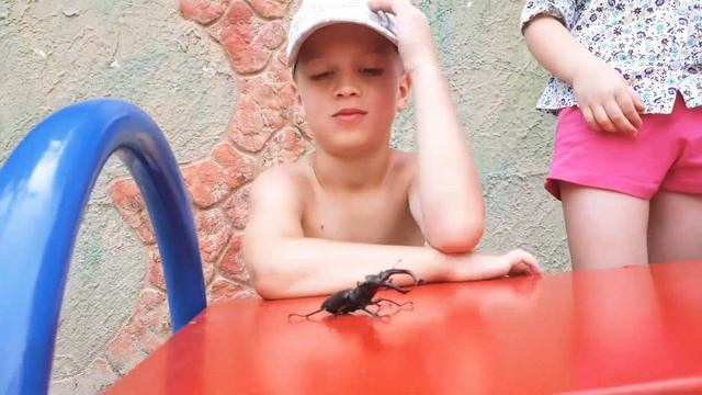 Радомир показывает большого жука оленя с рогами смотреть онлайн