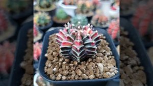 New seedling of gymnocalycium mihanovichii variegata.