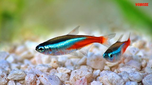 Голубой Неон - рыбка для маленького аквариума Содержание Разведение и Совместимость смотреть онлайн