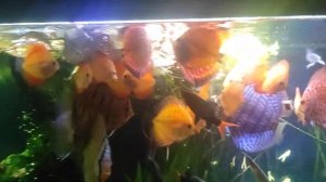 Кормление дискусов.