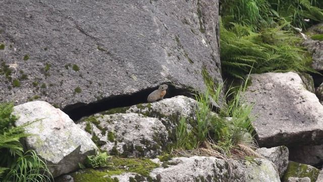 Пищуха пищит