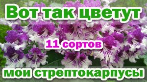 Мои ЦВЕТУЩИЕ стрептокарпусы. Цветение в 2020