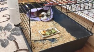 домик для морской свинки