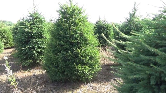 27103 Ель Стриженая срезанная смотреть онлайн