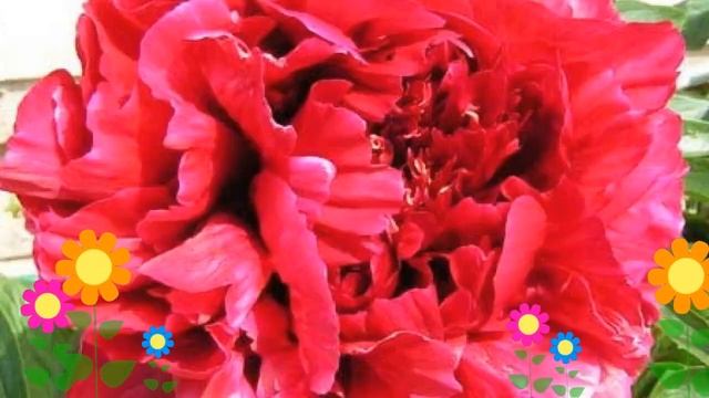 Пион молочноцветковый Red Sarah Bernhardt. Краткий обзор, описание характеристик, где купить саженц смотреть онлайн