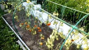Теплица для помидоров своими руками