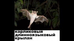 Виды летучих мышей