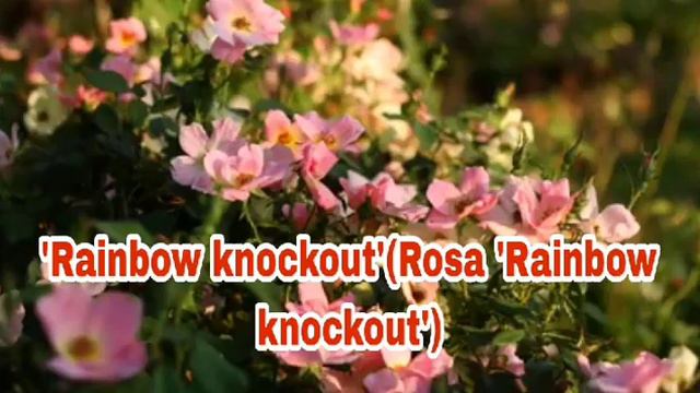 Popular rose varieties for your garden || rose variety names смотреть онлайн