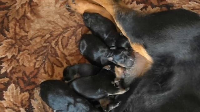 Rottweiler puppies (щенки ротвейлера) смотреть онлайн