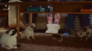 Реклама печения....