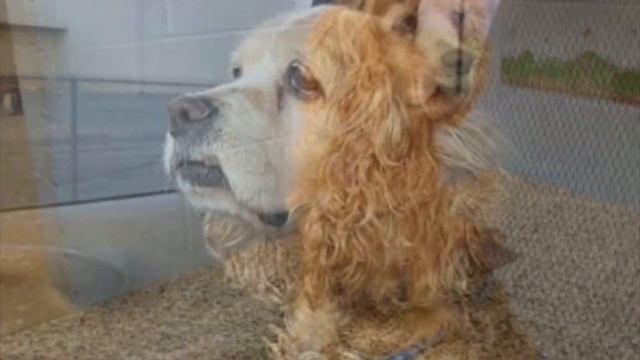 Собака жалобно скулила в приюте, провожая глазами хозяев. Она знала, что больше никогда их не увиди смотреть онлайн