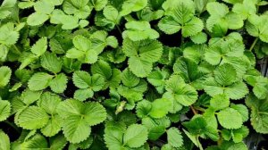 Кассетная рассада клубники весна 2022