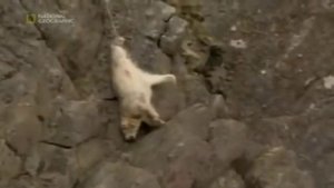 Люди спасают медведя застрявшего на ГОРЕ