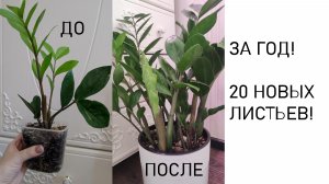 ВНЕСИ в ЗАМИОКУЛЬКАС и даже самый чахлый цветок оживет и позеленеет, выпустит МНОГО МОЩНЫХ ЛИСТЬЕВ!