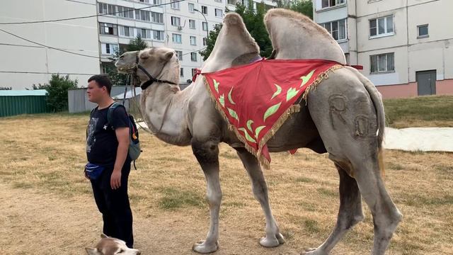 Амстафф, лабрадор, три хаски и Герман знакомятся с верблюдом Святогором!!! смотреть онлайн