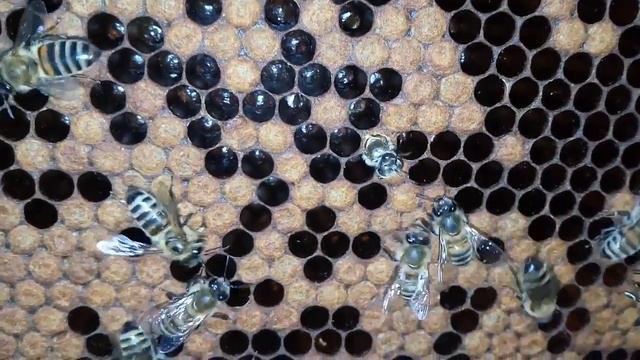 Пчёлы!!…10 октября! Выход рассплода!! смотреть онлайн