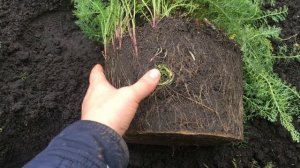 как сохранить растения в горшочках зимой