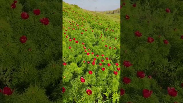 Зацвёл дикий пион Лазорька! Поля цветов радуют туристов! Ульяновская область Радищево!