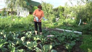 Табазол для капусты