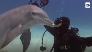 Дельфины целуются с дайверами