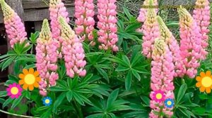 Люпин многолистный Чателайн. Краткий обзор lupinus polyphyllus russell hybrids The Chatelaine