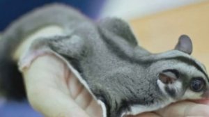 ДОМАШНЯЯ БЕЛКА ЛЕТЯГА! Очаровательный питомец, как ухаживать за белкой.