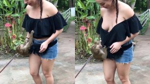 Забавные Животные, Запечатленные На Камеру