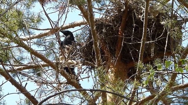 Гнездо вОрона и его птенцы -2. смотреть онлайн