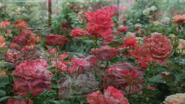 Пинк Интуишен - Pink Intuition (Delbard 2003) и  Ред Интуишин - Red  Intuition (Delbard 1999) смотреть онлайн