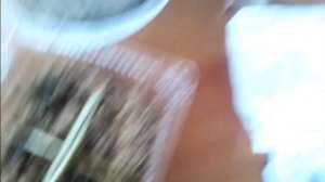 Из китайских семян выращиваем ДРЕВОВИДНЫЙ ПИОН