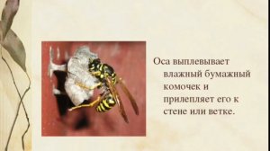 "Как осы делают бумагу?"