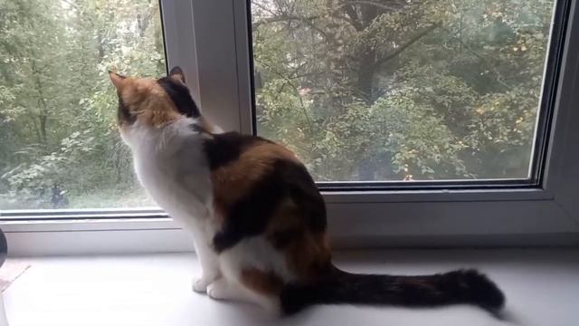 Кошка скучает по тёплой погоде | Вита | Смотри описание смотреть онлайн