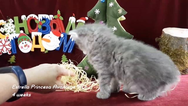 БЕЗОПАСНЫЕ новогодние ИГРУШКИ для сибирских котят смотреть онлайн