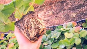 Рассада клубники, Чамора Туруси.