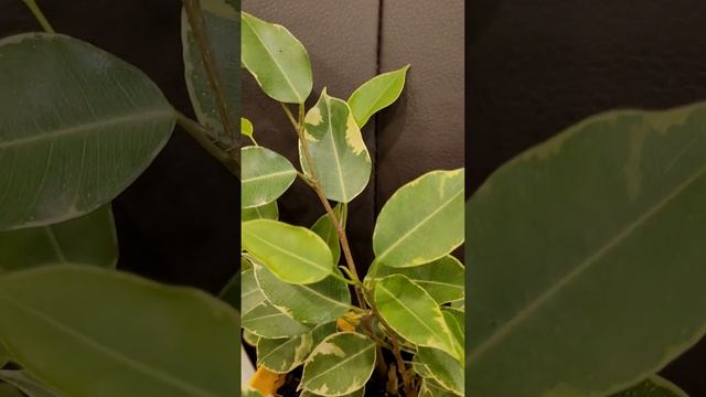 Фикус Ficus Kinky